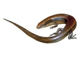 Image of Morondava Skink