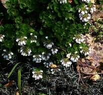 Слика од Teucrium pyrenaicum L.