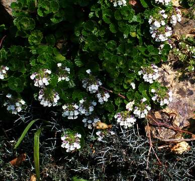 Слика од Teucrium pyrenaicum L.