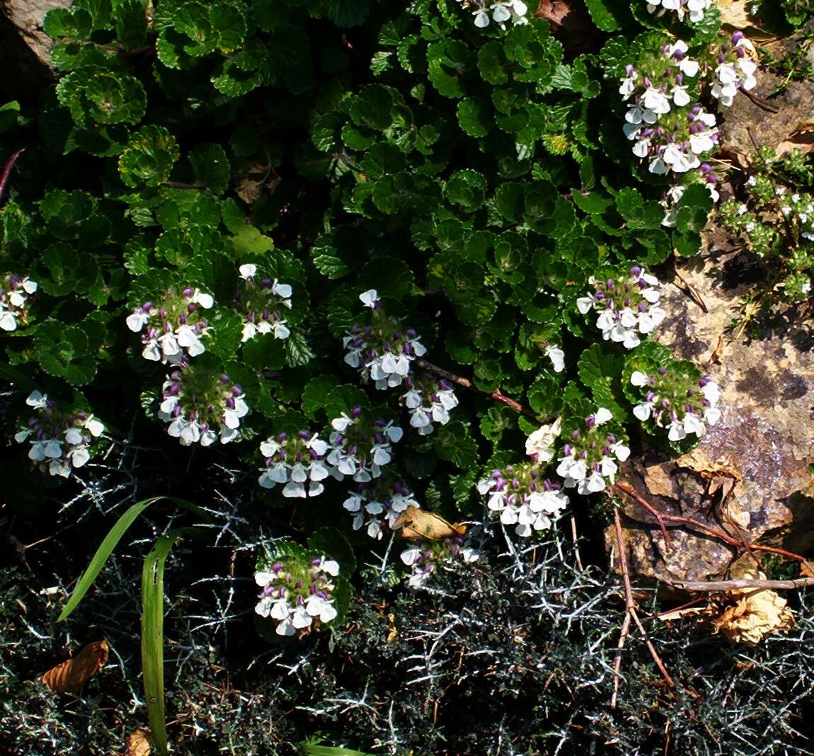 Слика од Teucrium pyrenaicum L.