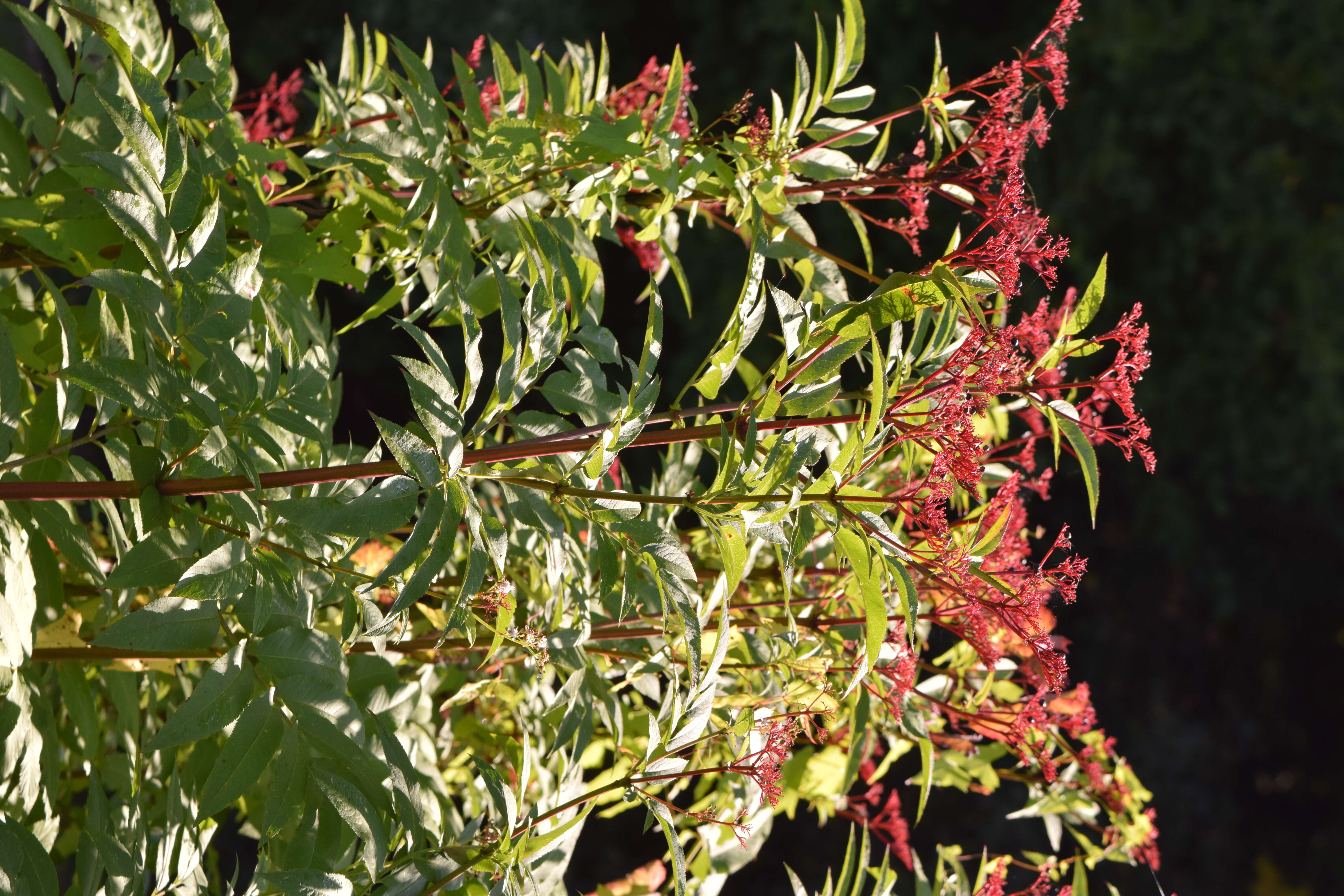 Imagem de Sambucus ebulus L.