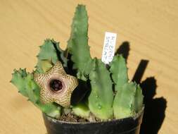 Image of Huernia