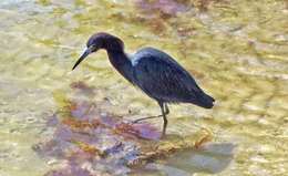 Image of Little Blue Heron