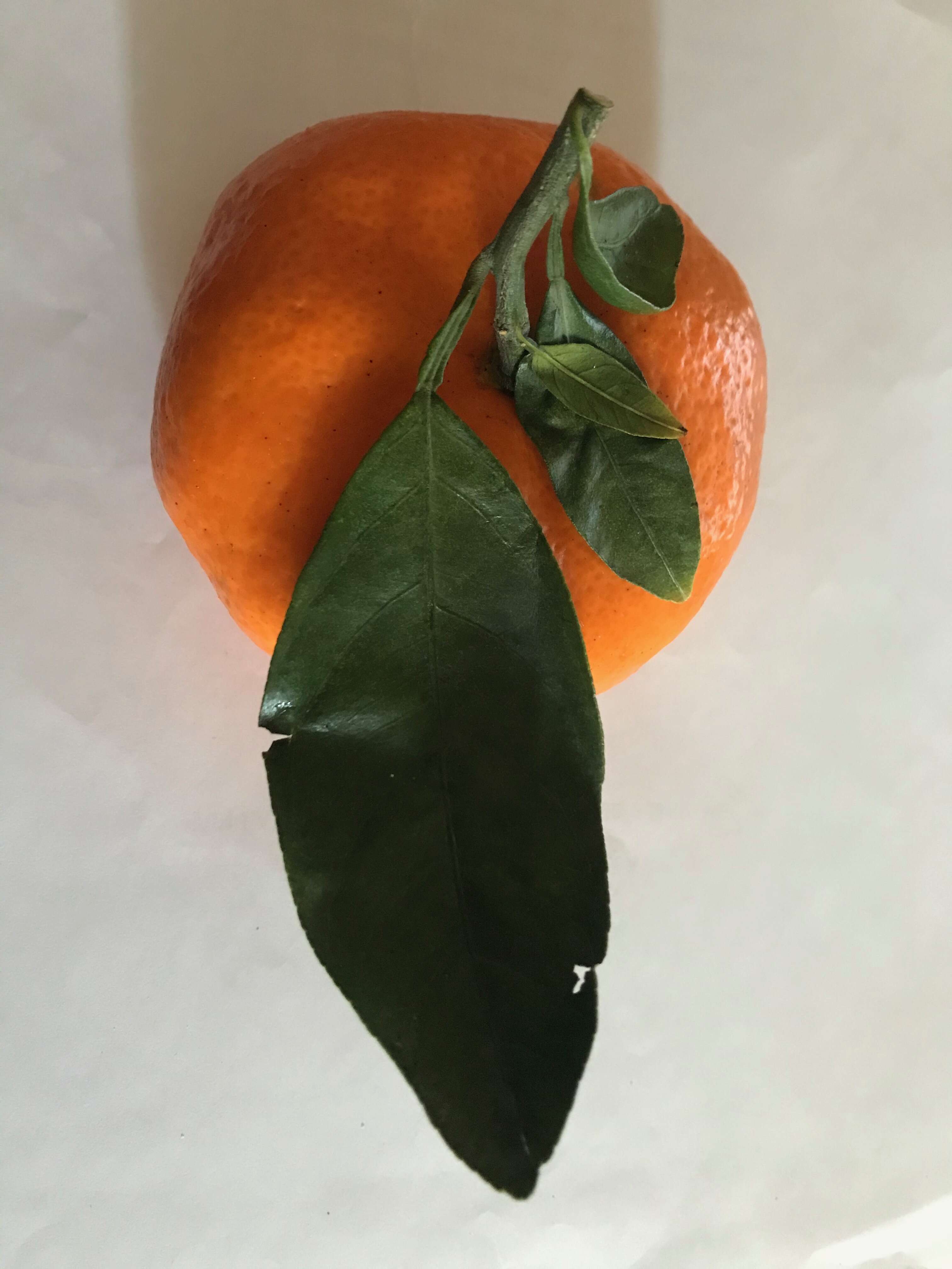 Image of Citrus unshiu