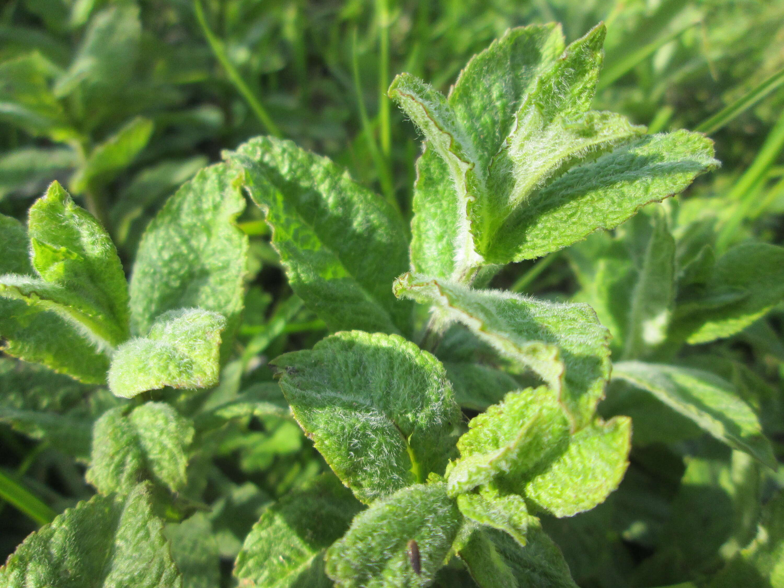 Image of Horse Mint