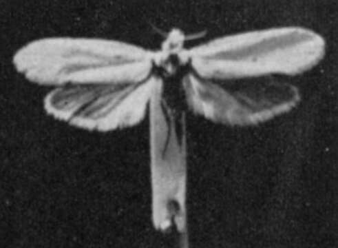 Image of yucca moths