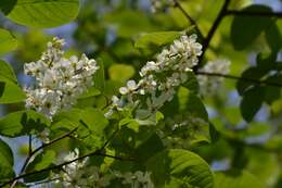 Image of Bird Cherry