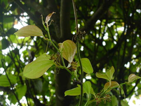 Image of Smilax azorica H. Schaef. & P. Schönfelder