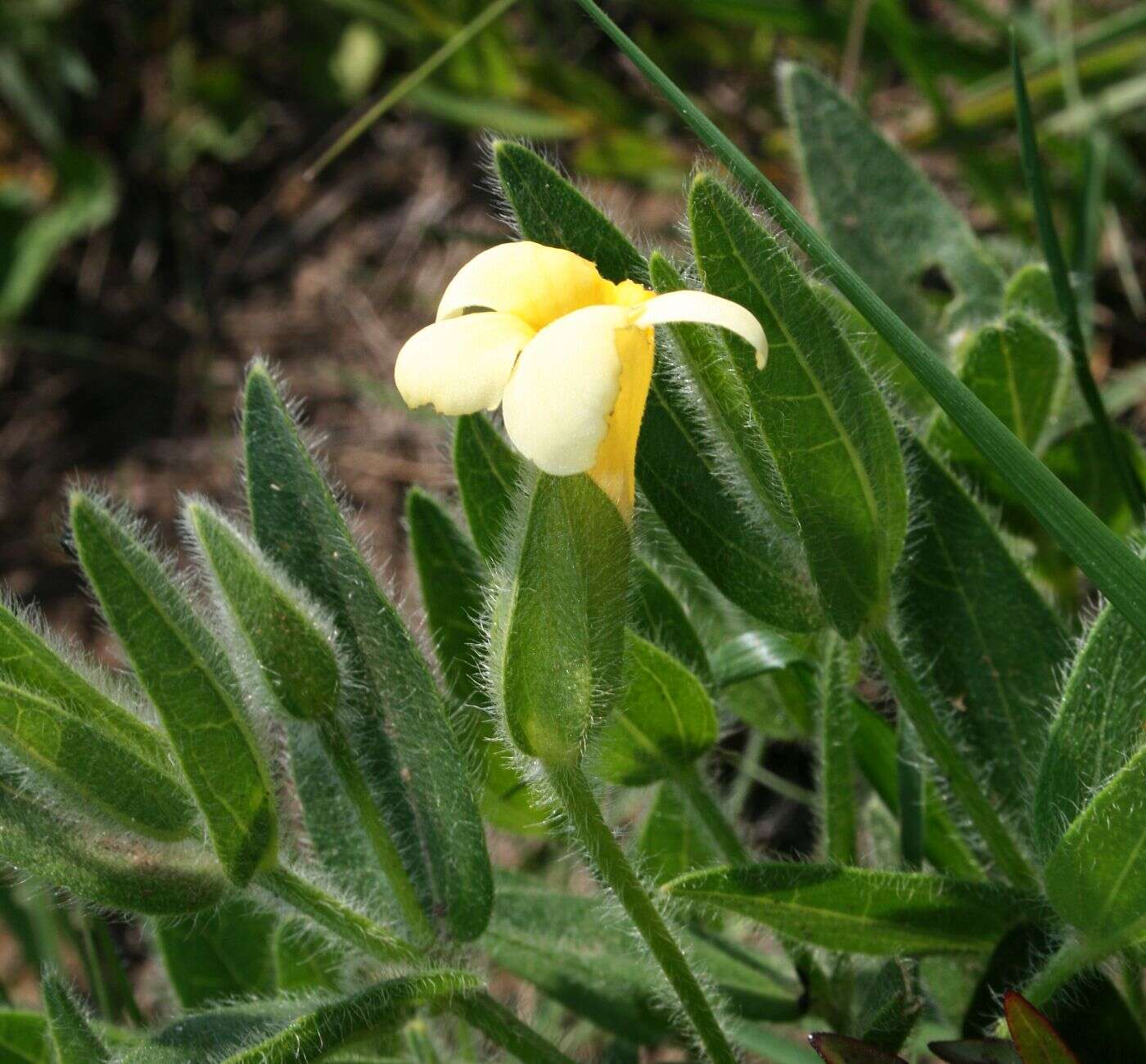 Image of Natal primrose