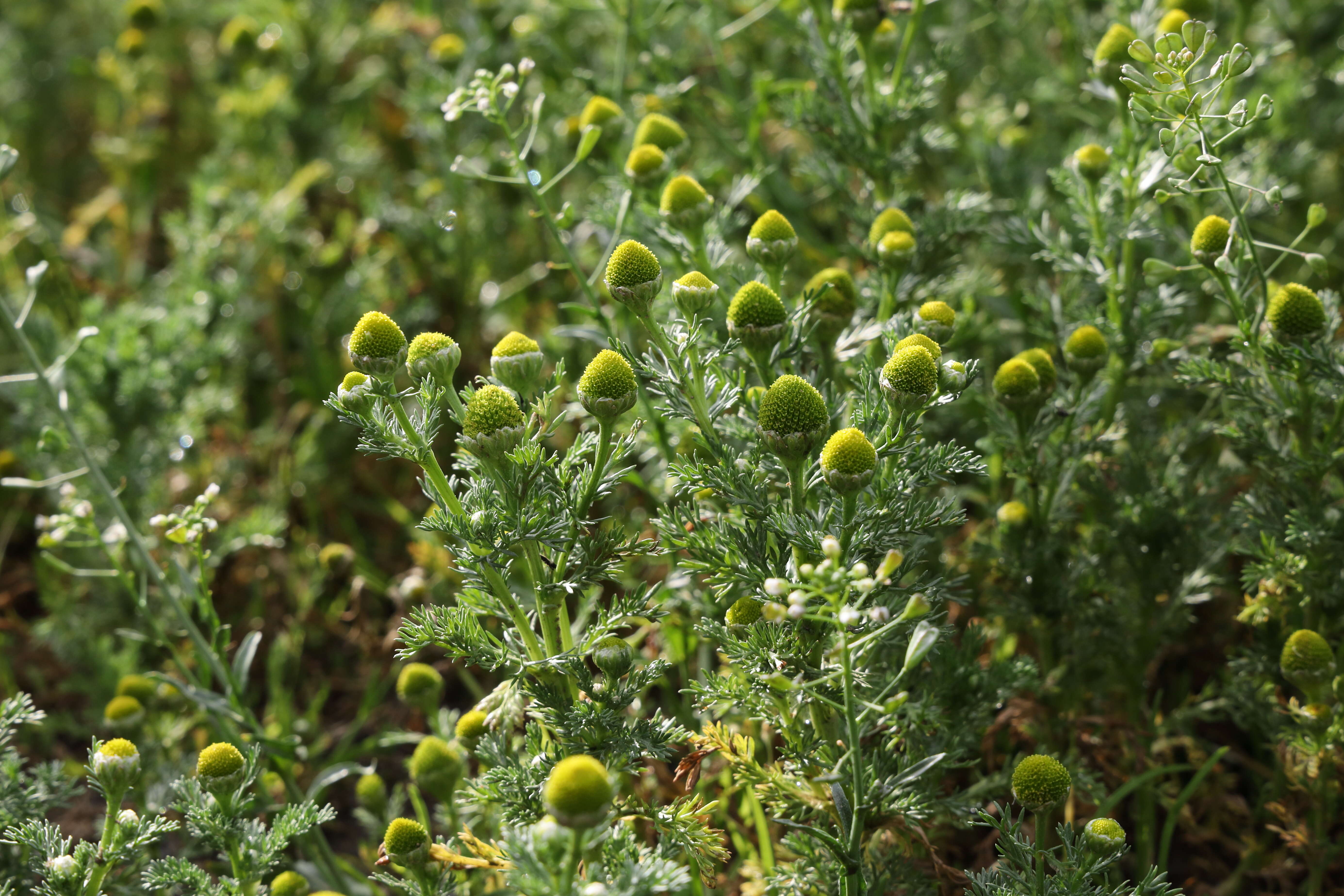 Image of disc mayweed