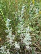 Image of Artemisia austriaca Jacq.