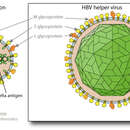 Image of Orthohepadnavirus