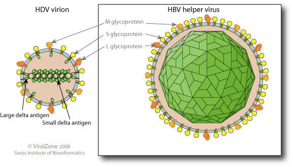 Слика од Orthohepadnavirus