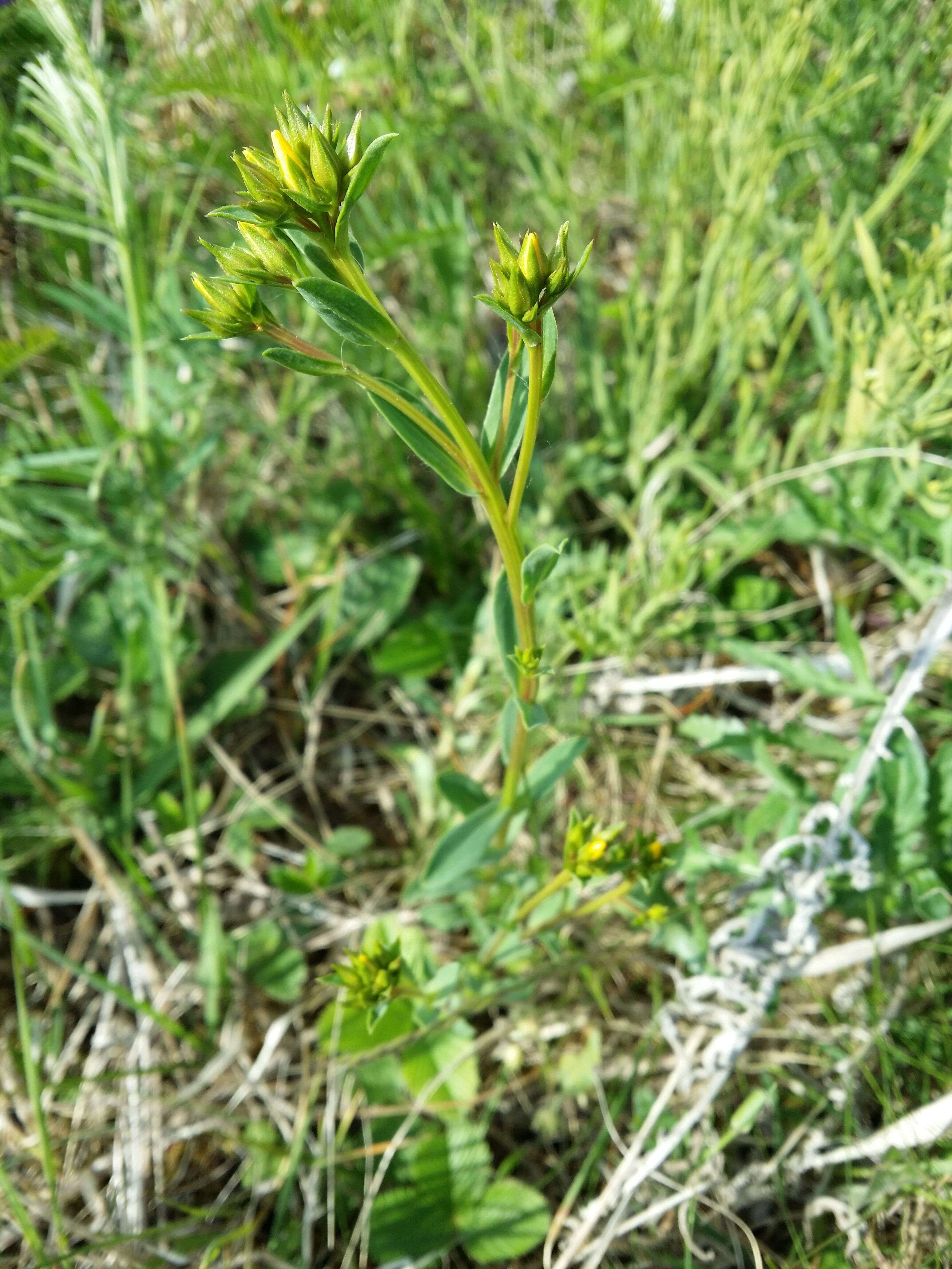 Image of golden flax