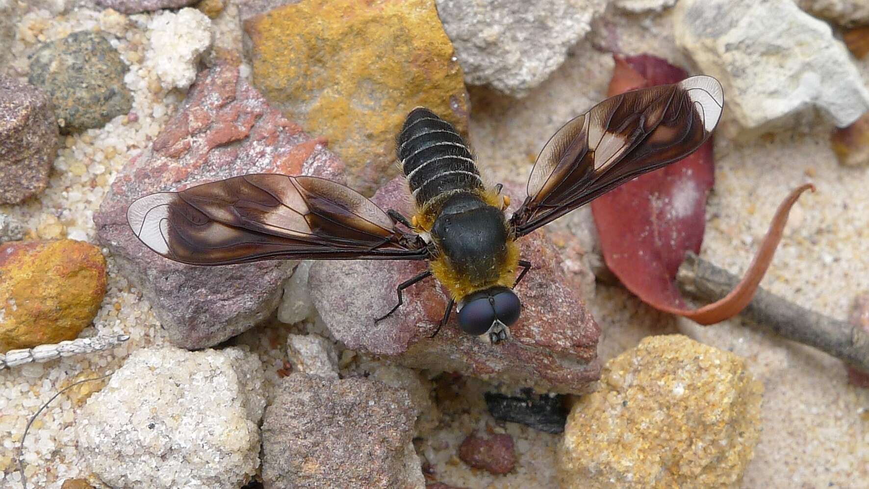 Image of Bee fly