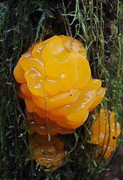 Image of Witches butter