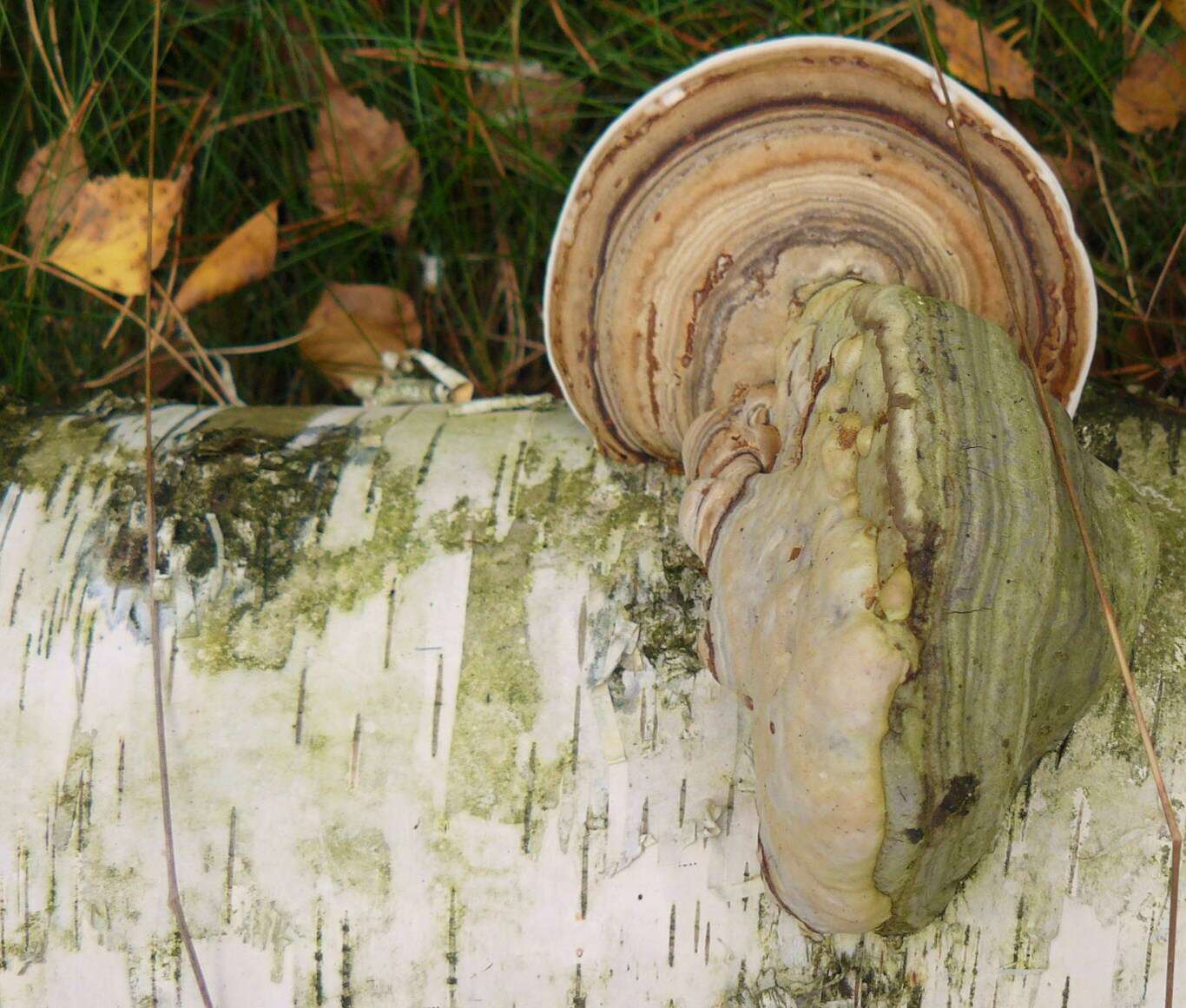 Image of Ganoderma applanatum