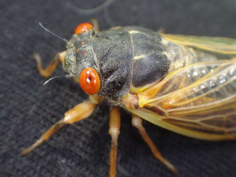 Image of Decula Periodical Cicada