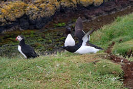 Image of Lesser auk