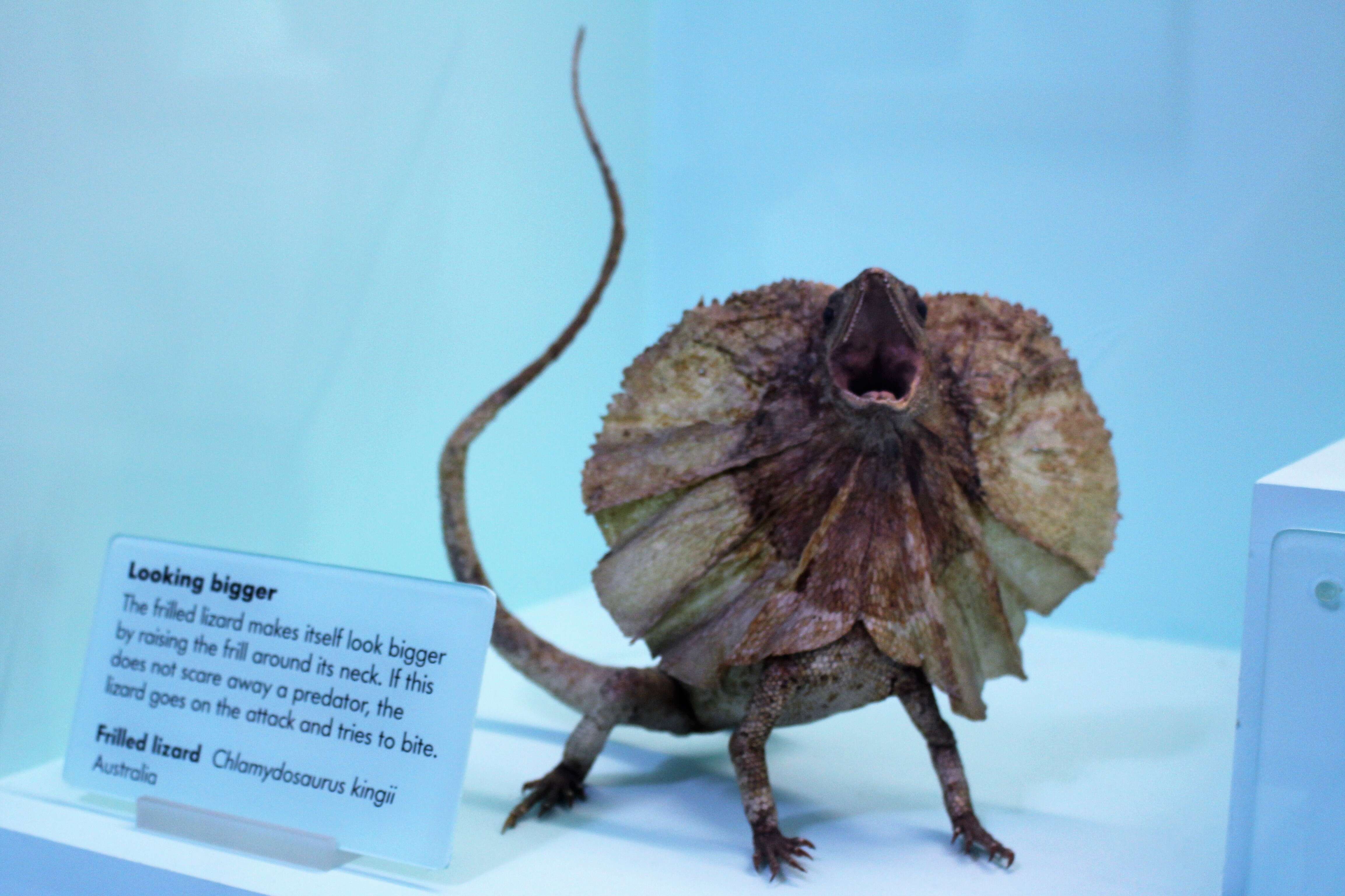 Image of Frilled Lizard