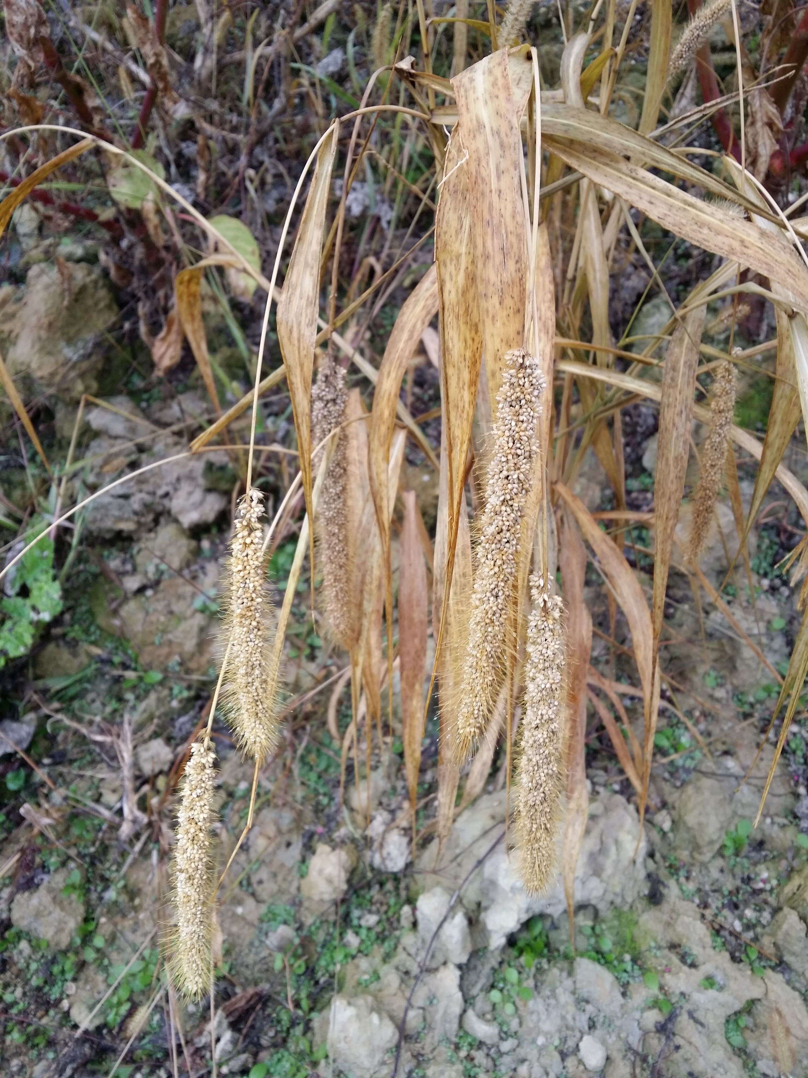 Image of Foxtail millet