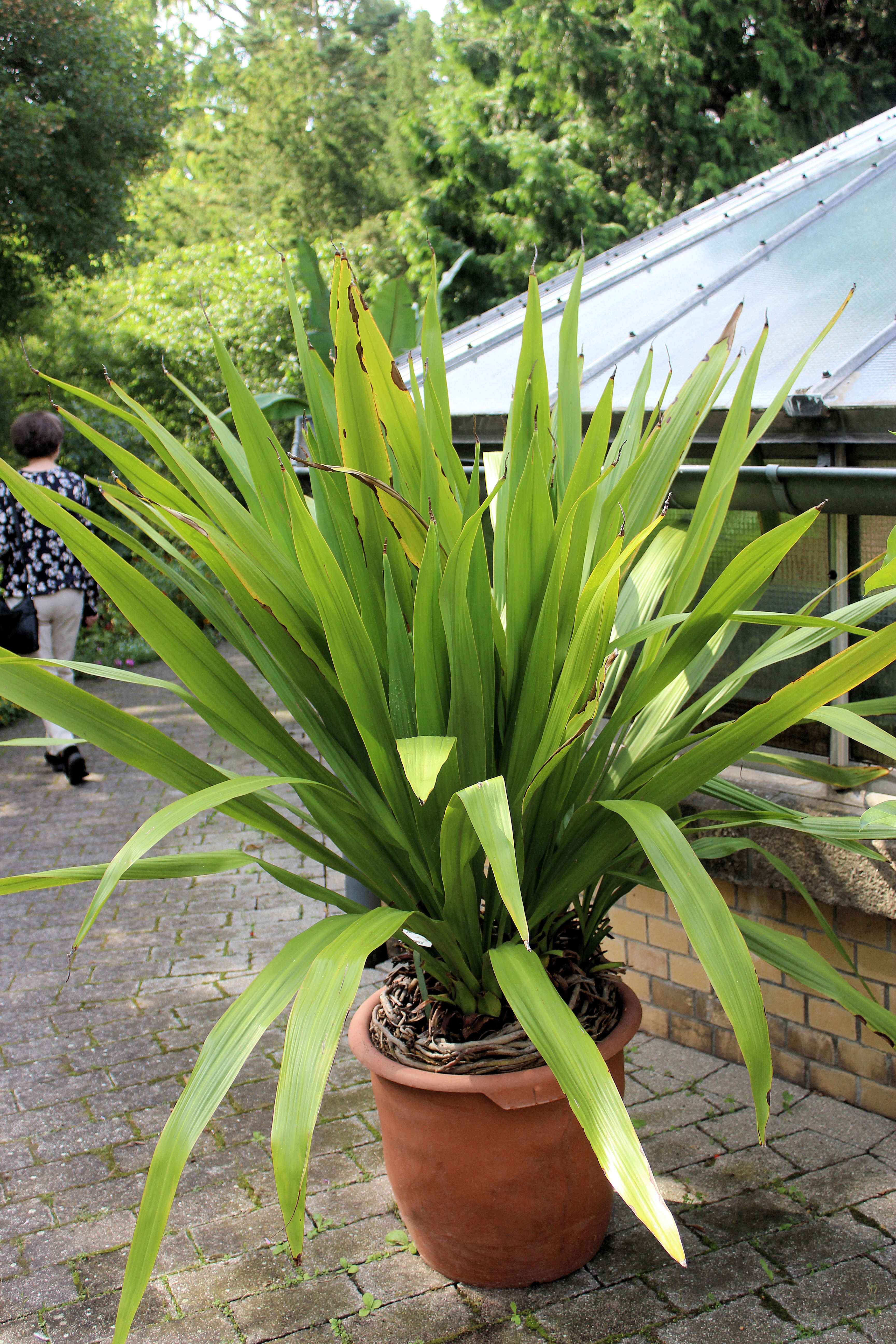 Doryanthes palmeri W. Bull resmi