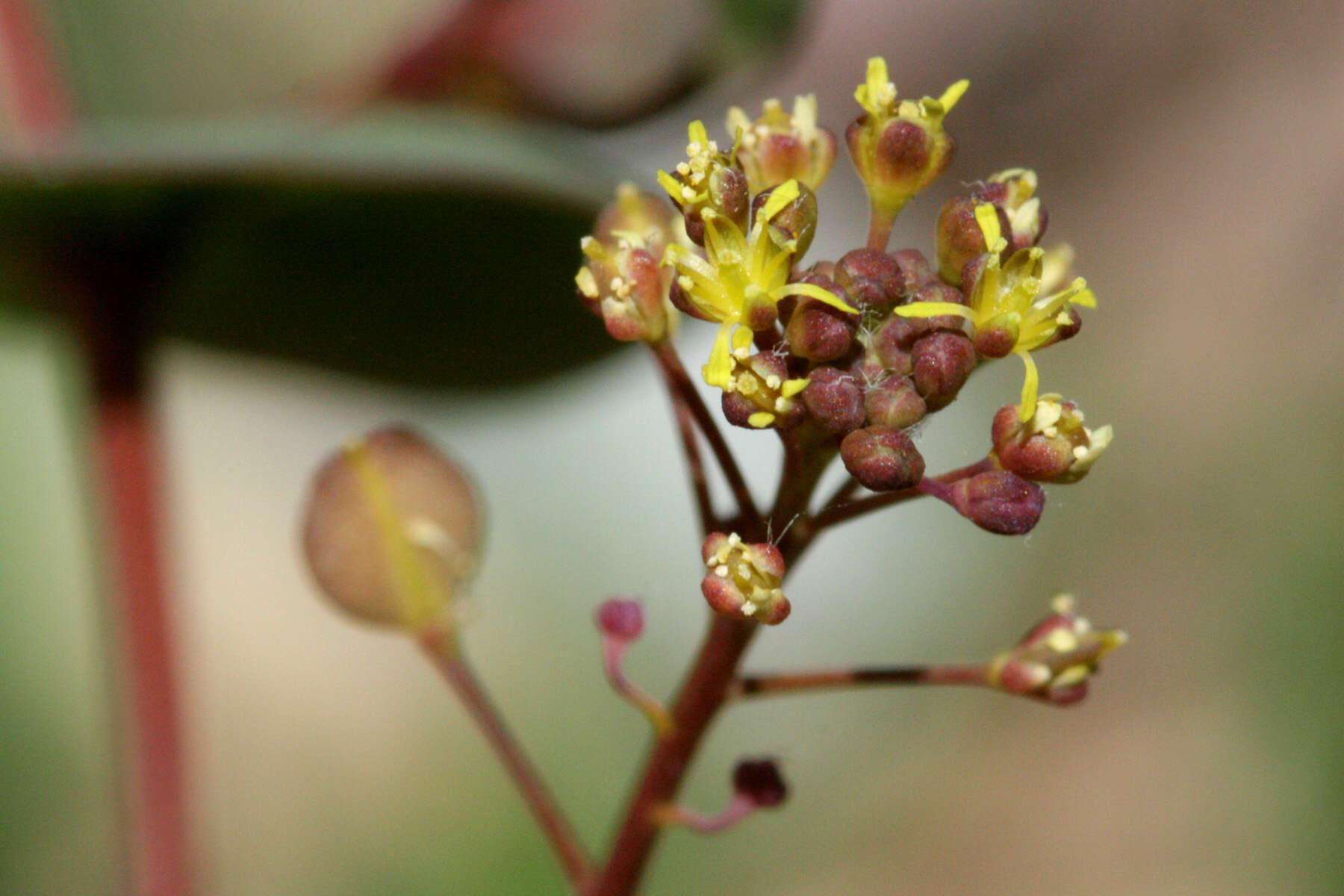 Image of clasping pepperweed