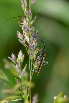 Leptopterna dolabrata (Linnaeus 1758)的圖片