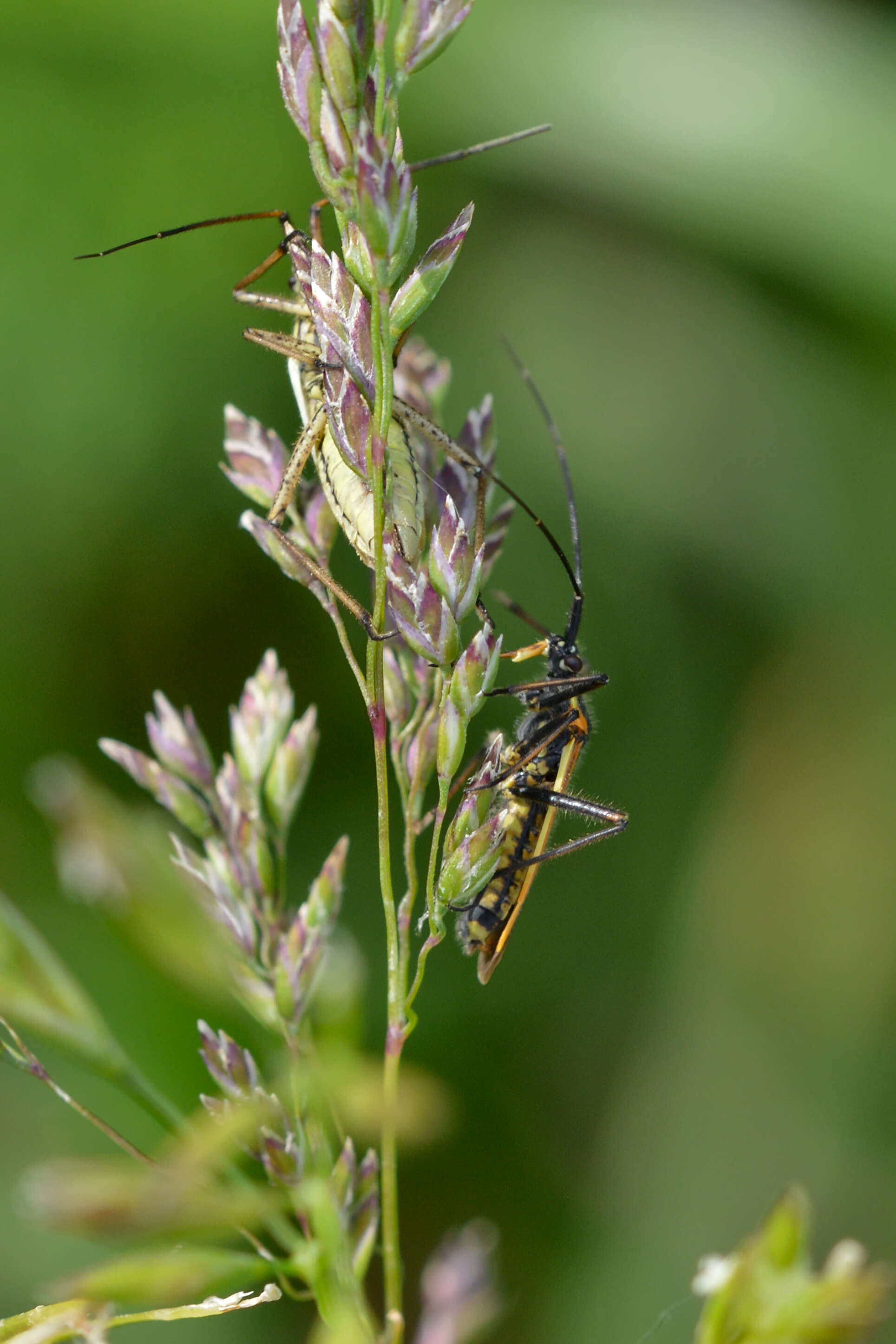 Image of Meadow Plant Bug