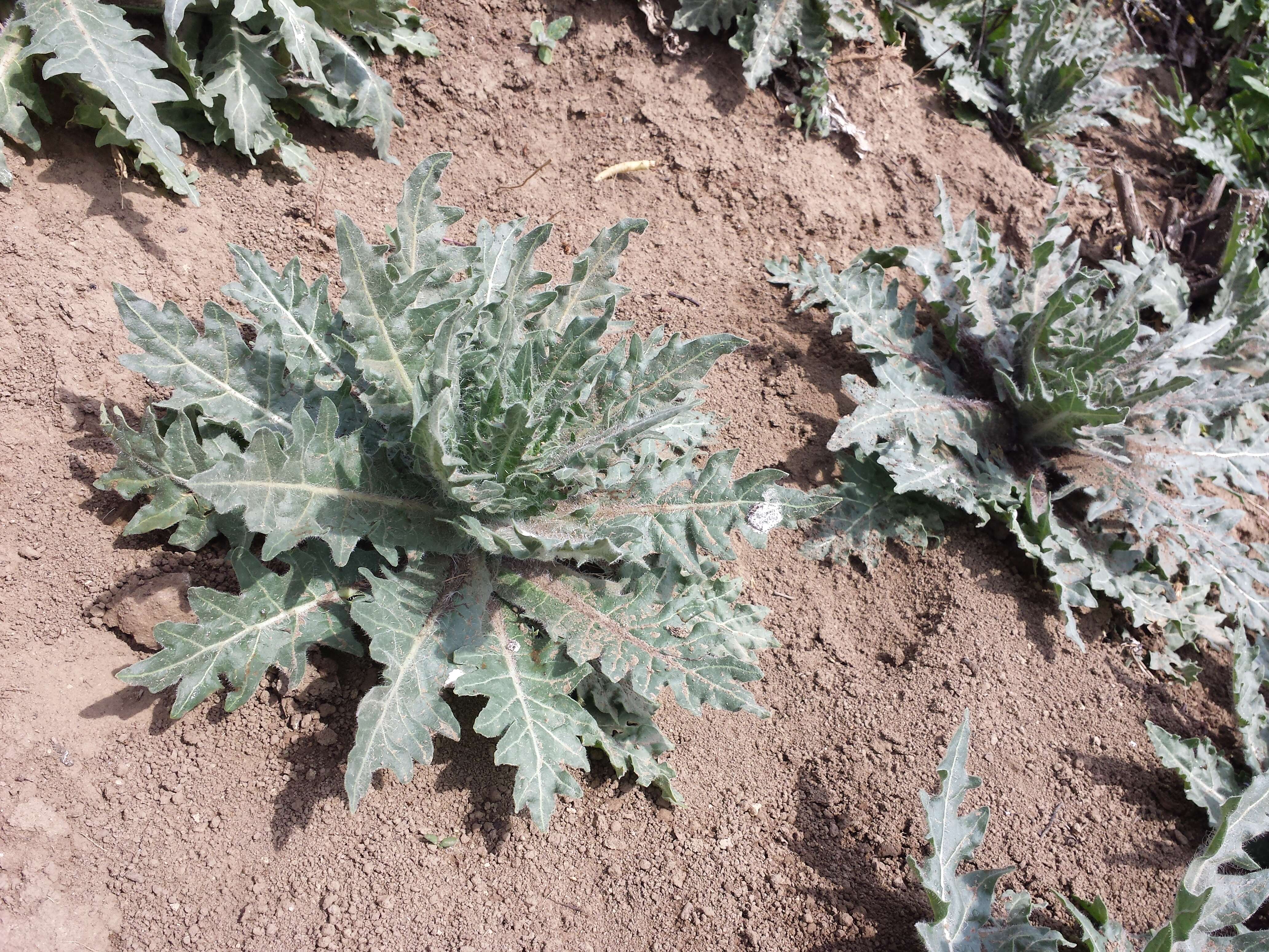 Image of black henbane