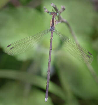 Image of Lestes patricia Fraser 1924