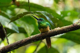 Image of Bluish-fronted Jacamar