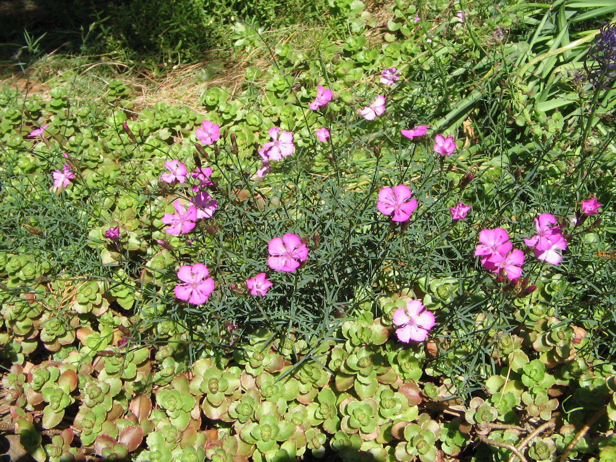 Image of Dianthus graniticus Jordan