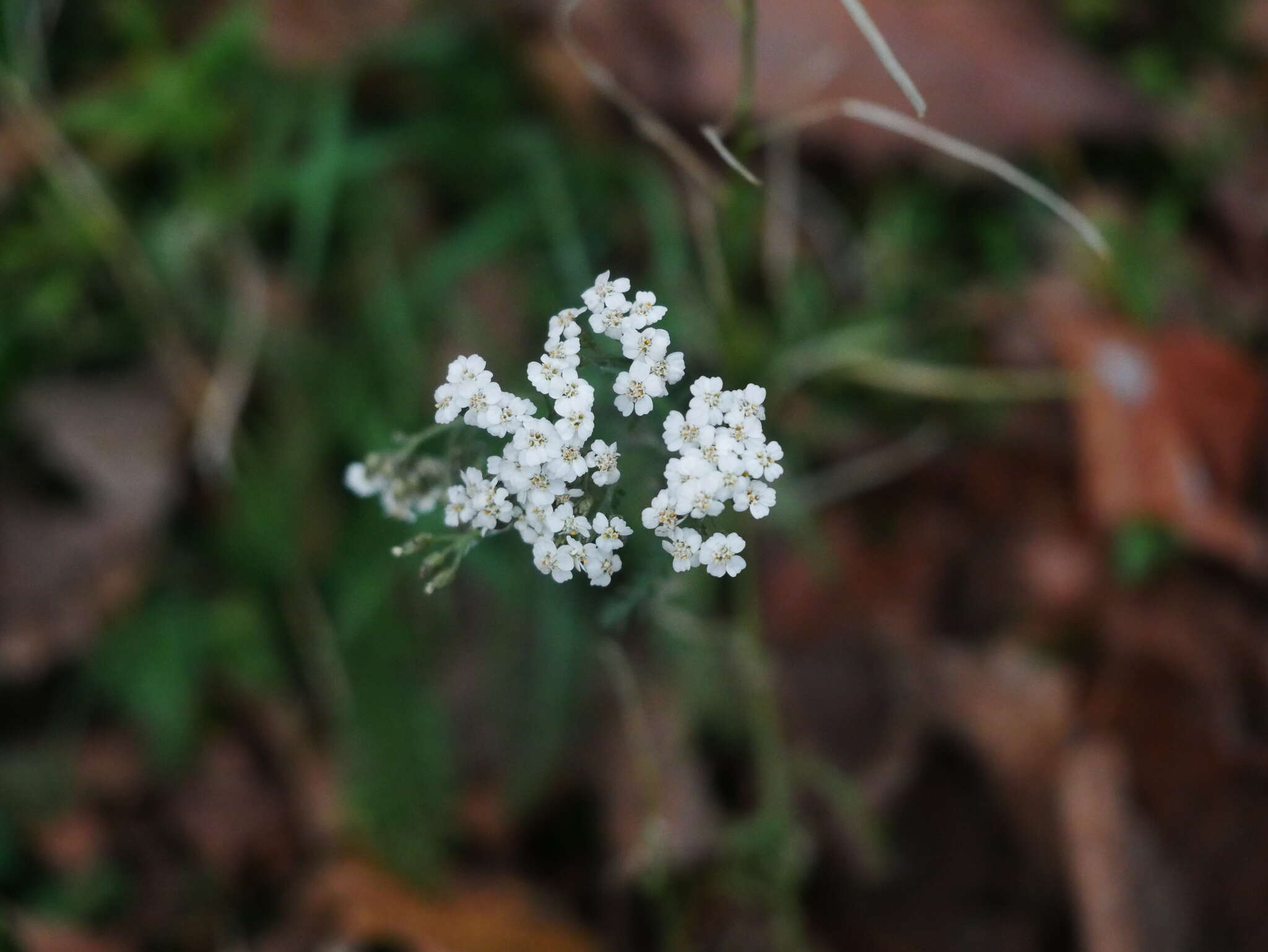 Image of yarrow, milfoil