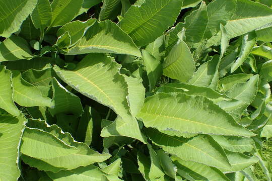 Image of Elecampane