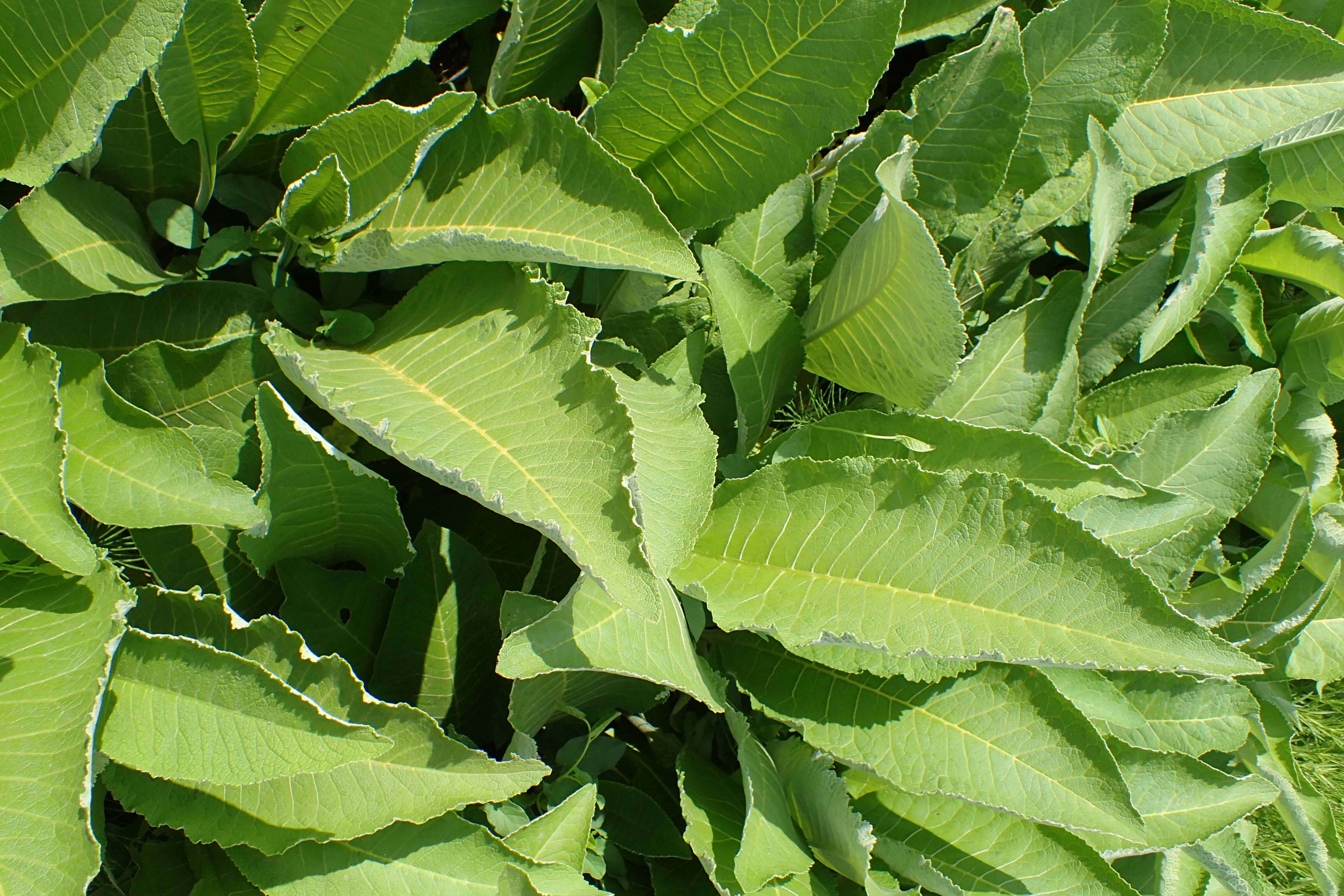 Image of Elecampane