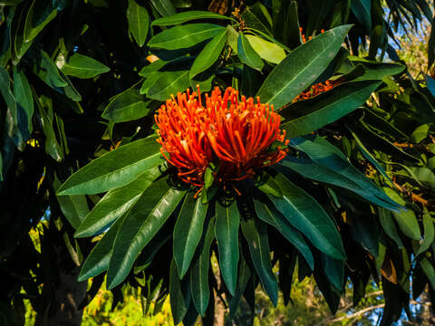 Image of Red silky oak