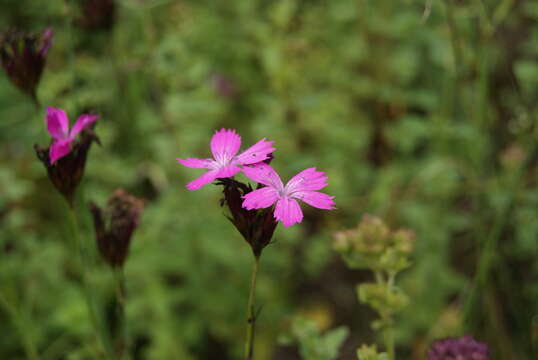 Image of carthusian pink