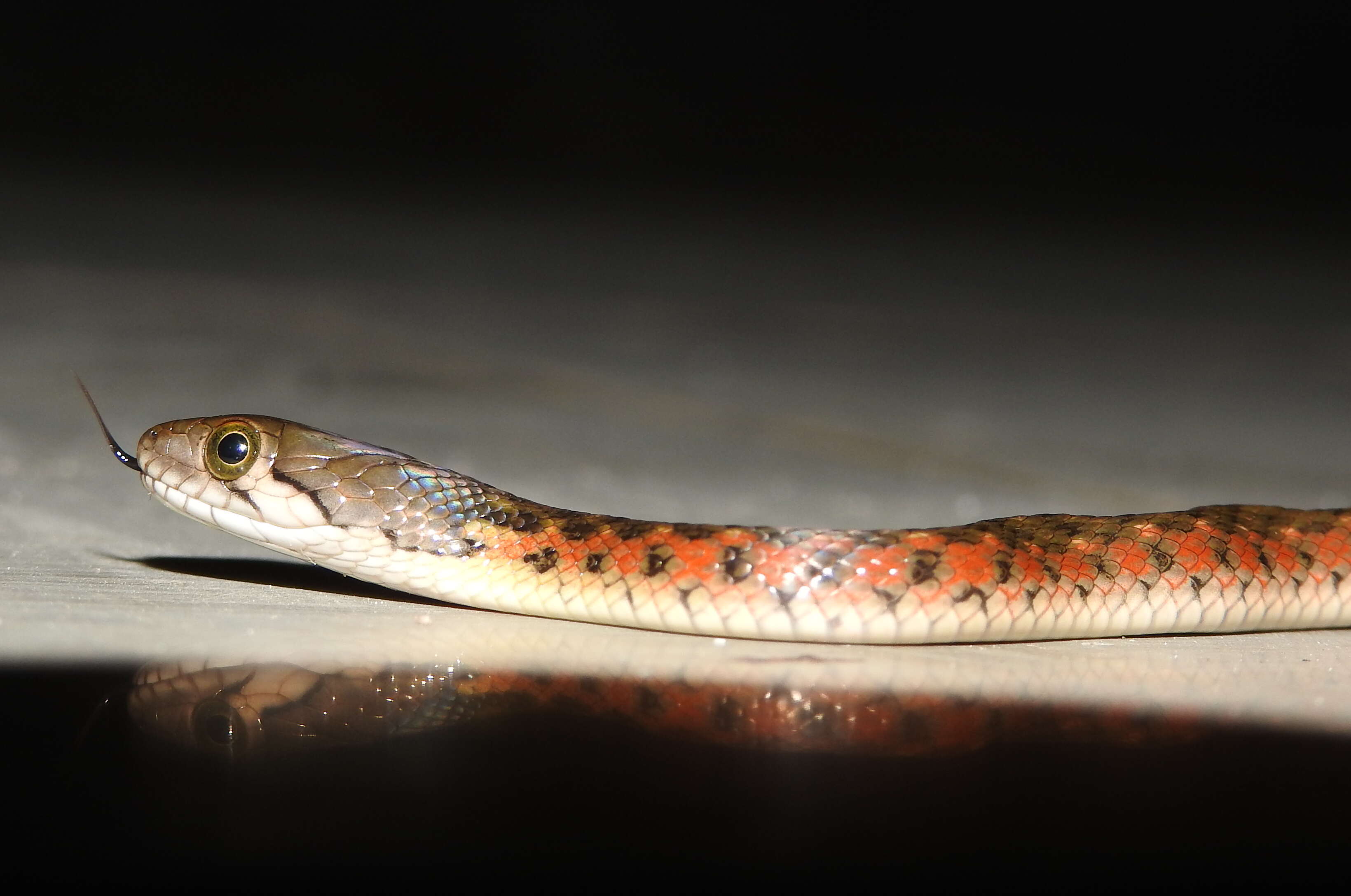 Image of Checkered Keelback Snake