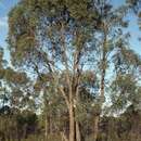 Image of Eucalyptus panda S. T. Blake