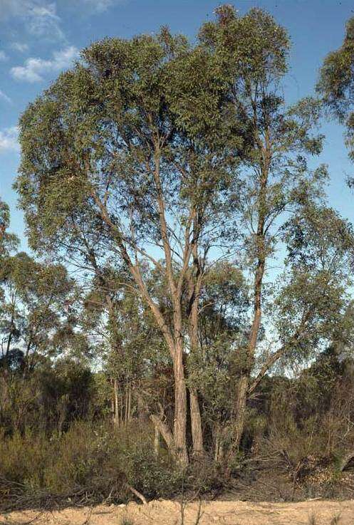 Image of Eucalyptus panda S. T. Blake
