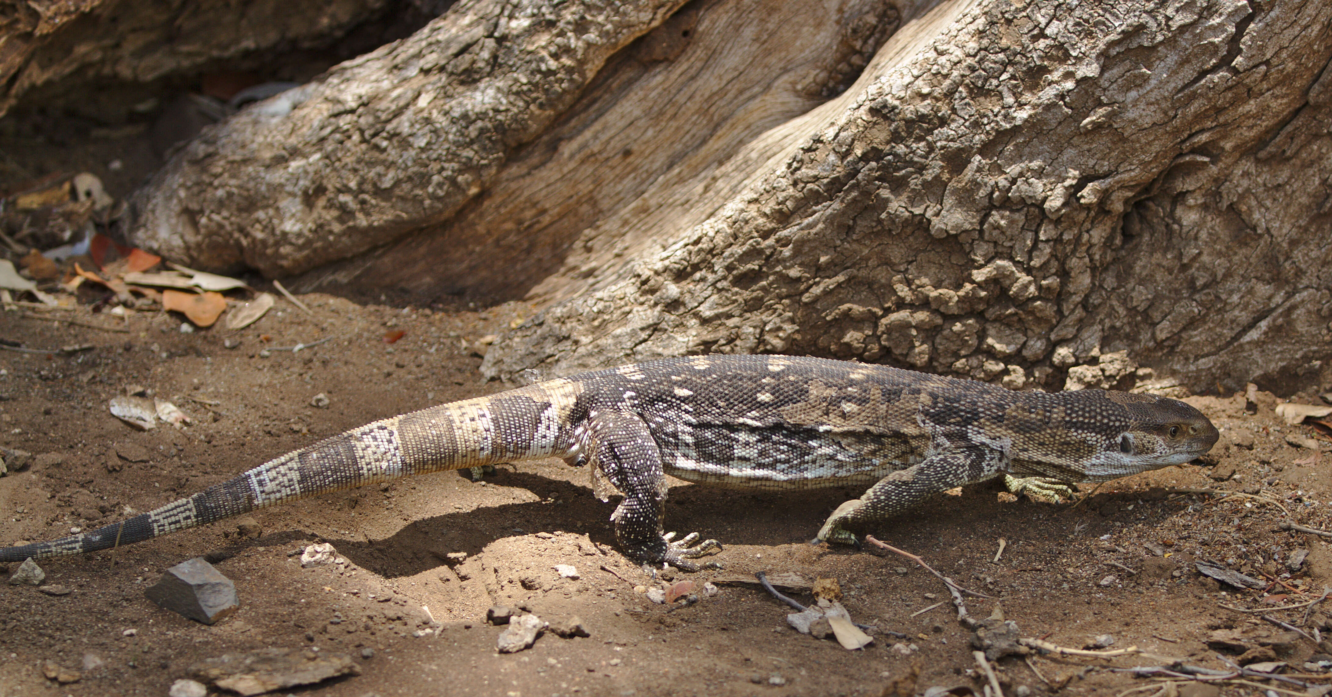 Image of White-throated monitor