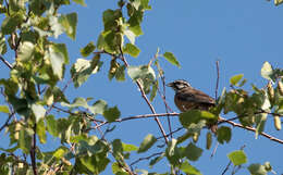 Image of European Rock Bunting