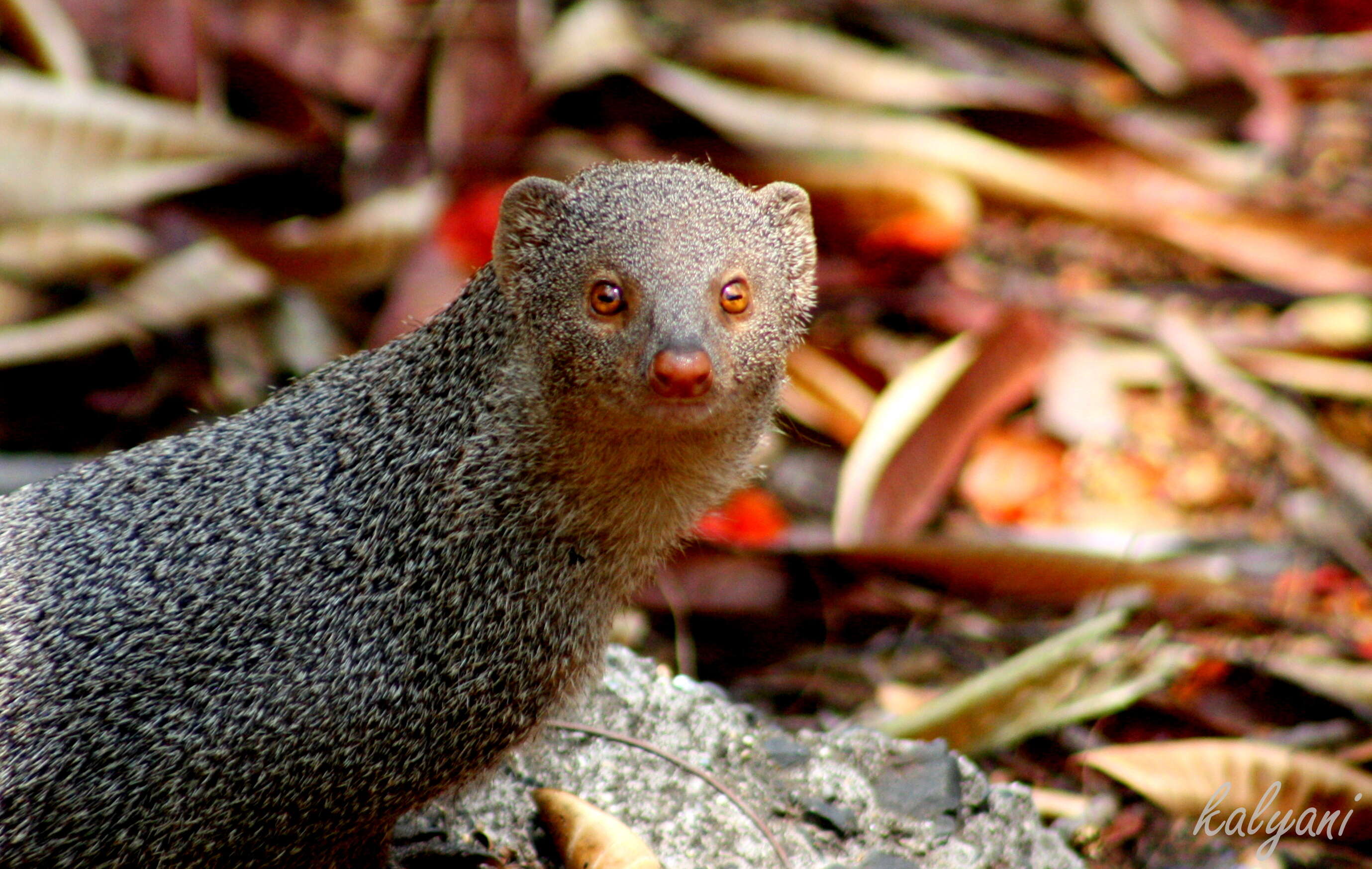 Image of Indian Gray Mongoose