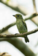 Image of African Green Tinkerbird