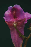 Image of Impatiens textorii Miq.