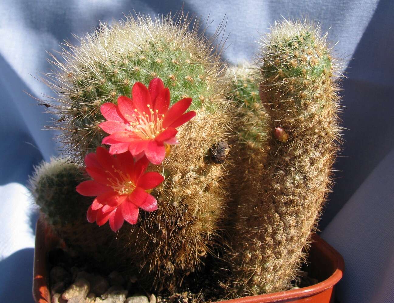 Image of Rebutia minuscula K. Schum.