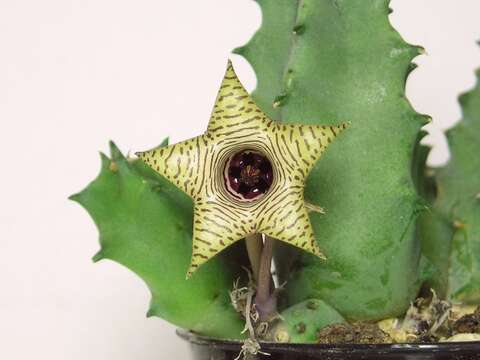 Image of Huernia