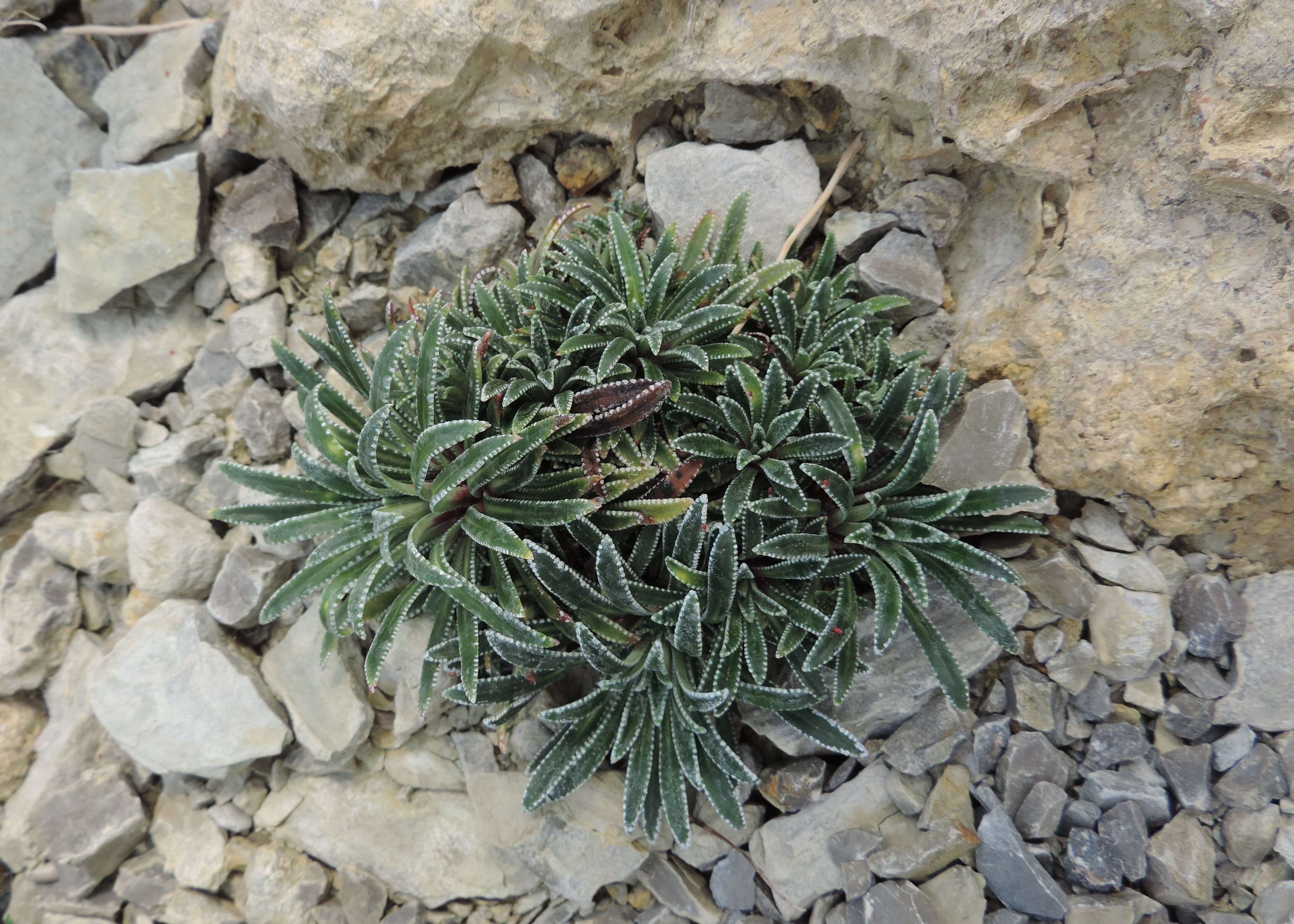 Image of Encrusted Saxifrage