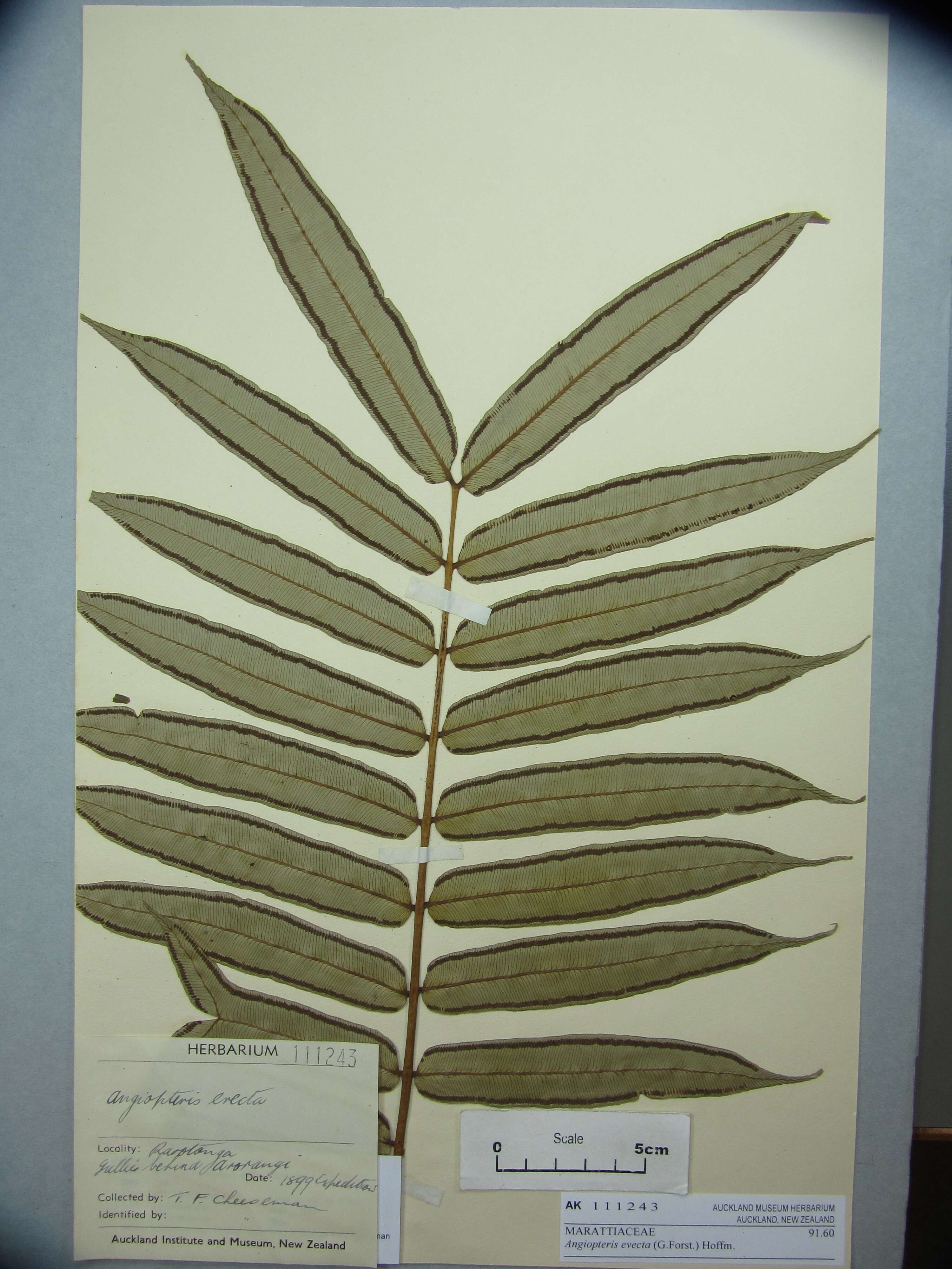 Image of angiopteris fern